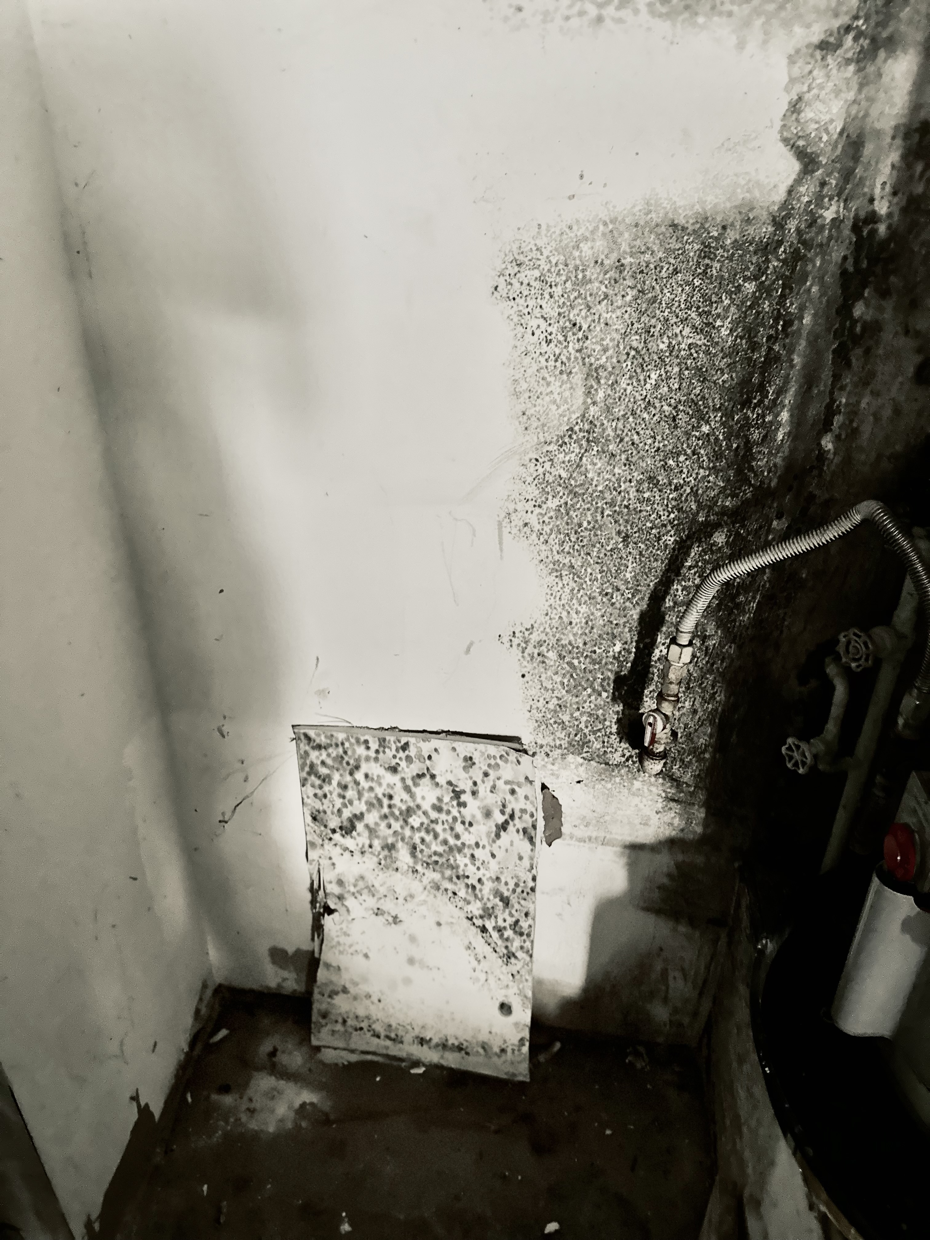 Mold growth on a wall near plumbing